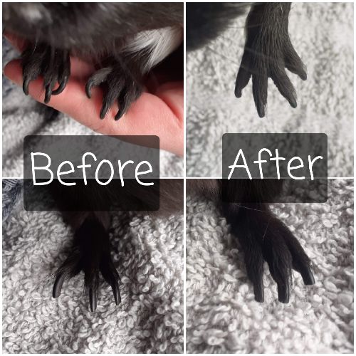 black guinea pig nails before and after