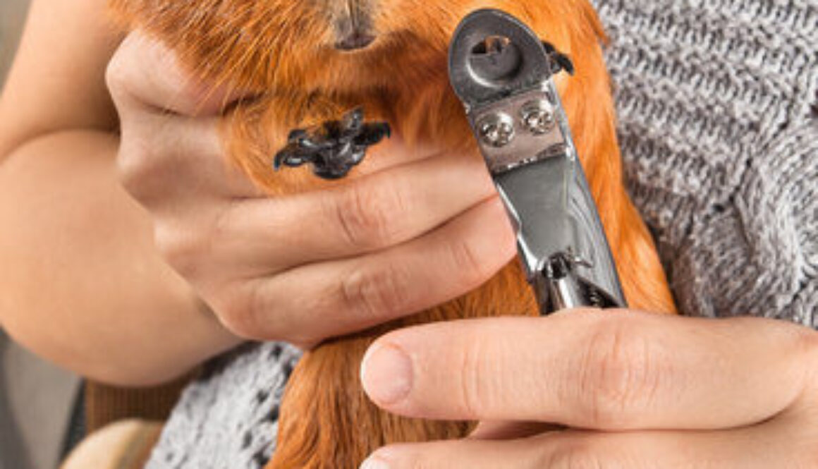 Guinea pig 2024 nail clippers