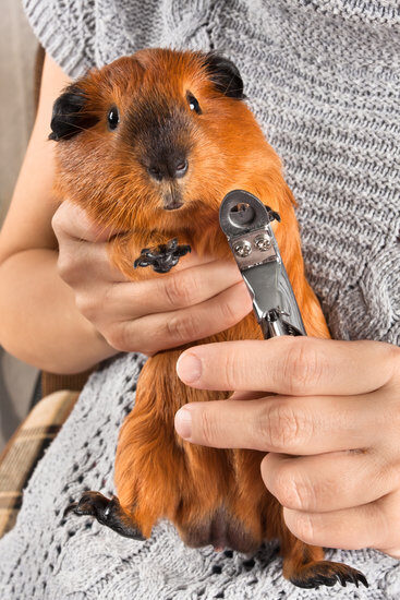 cutting claws nails of guinea pig with nail clipper