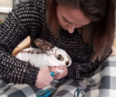 trimming rabbit nails