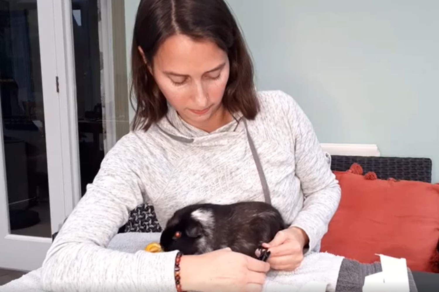 Guinea Pig Nail Trimming Video Guide